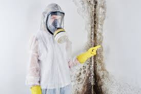 Best Mold Damage Restoration  in Chlicothe, IL